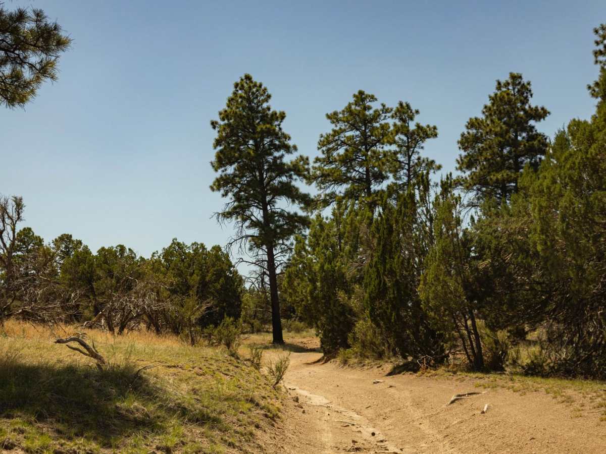 The Wooded Curve photo 5