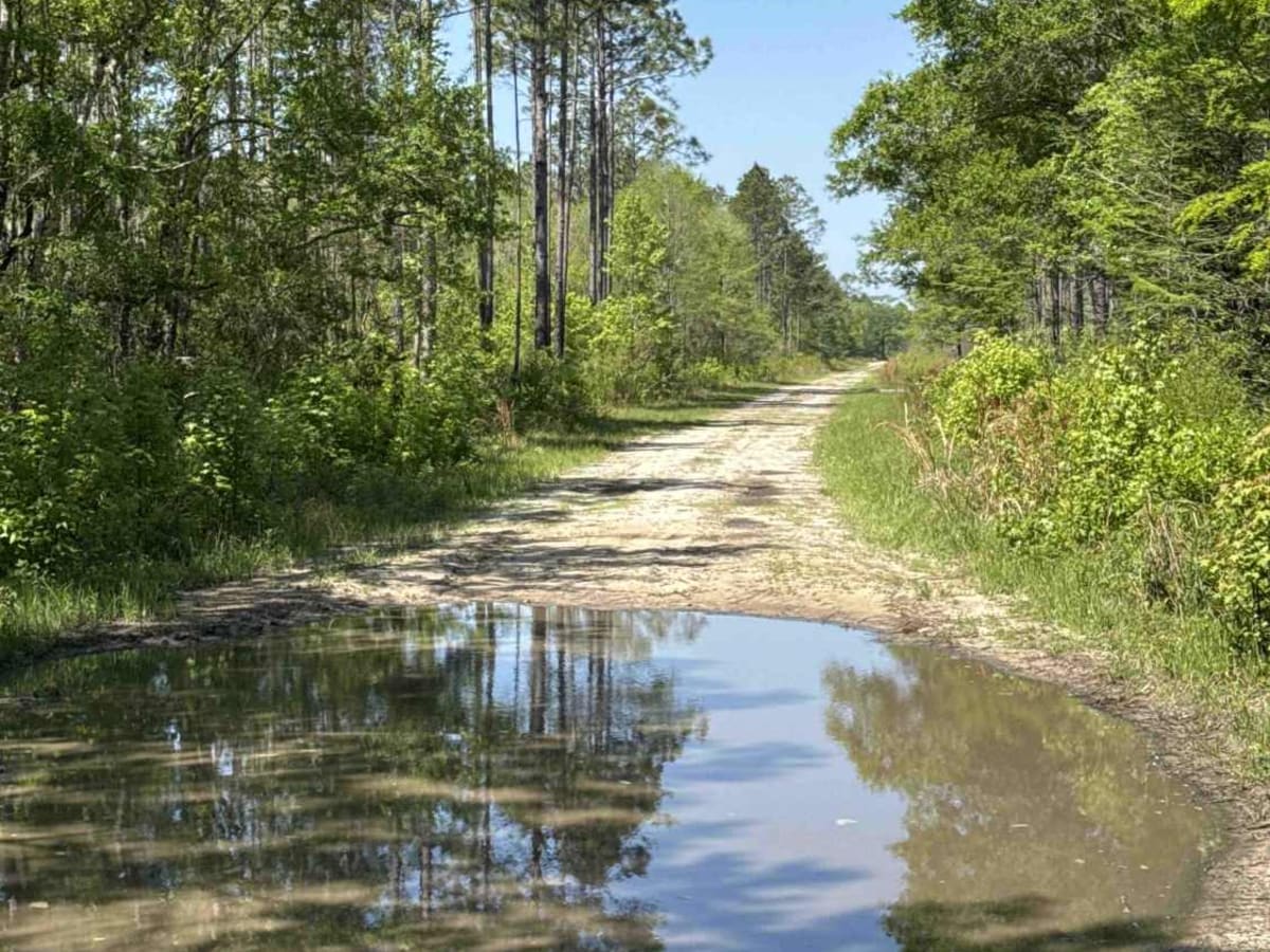 Grade 18.5 - Aucilla WMA trail photo