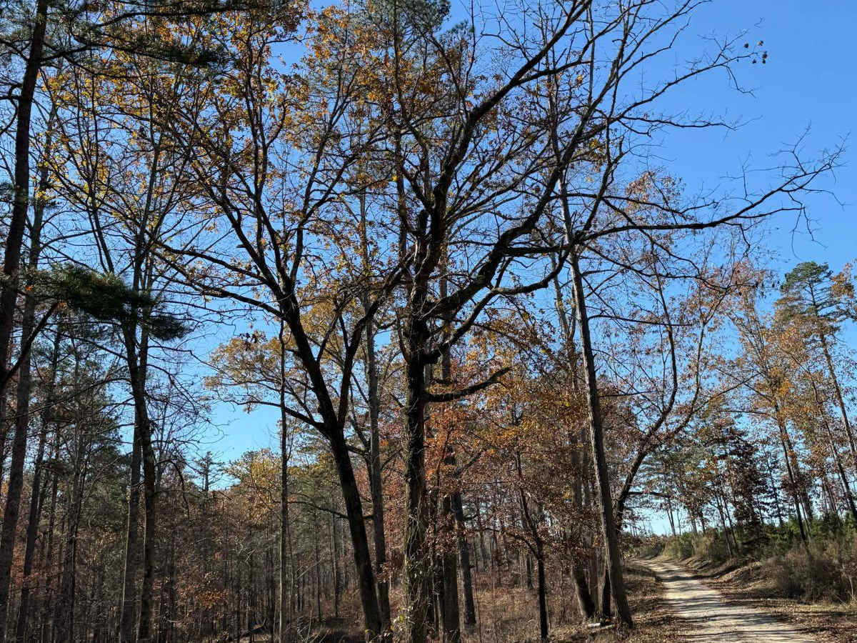 Wilbur Ford Road - FS 109A trail photo