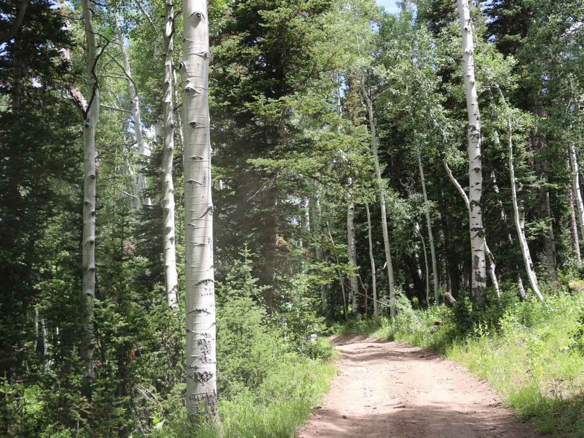 Bear Hollow - FS 70440 photo 5