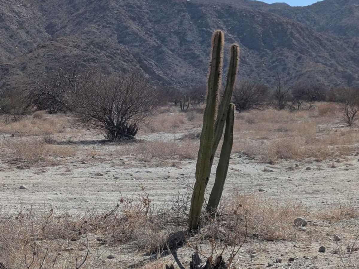 Sierra San Felipe Foothills photo 6