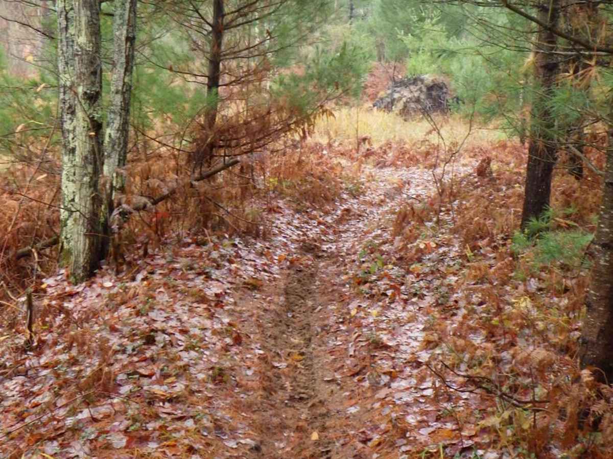 Little Manistee Cutoff 24-inch Trail photo 2