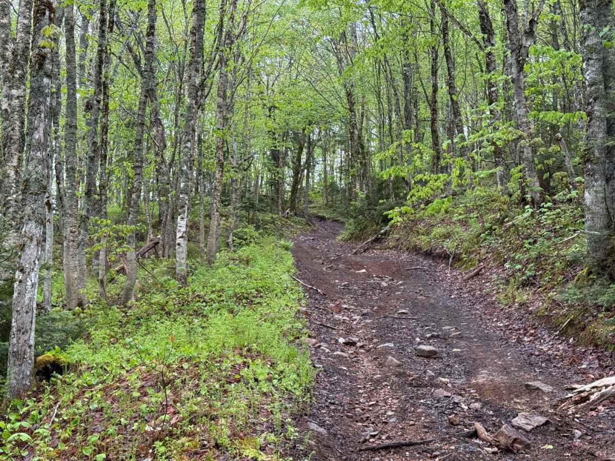 Kingsross Trail trail photo