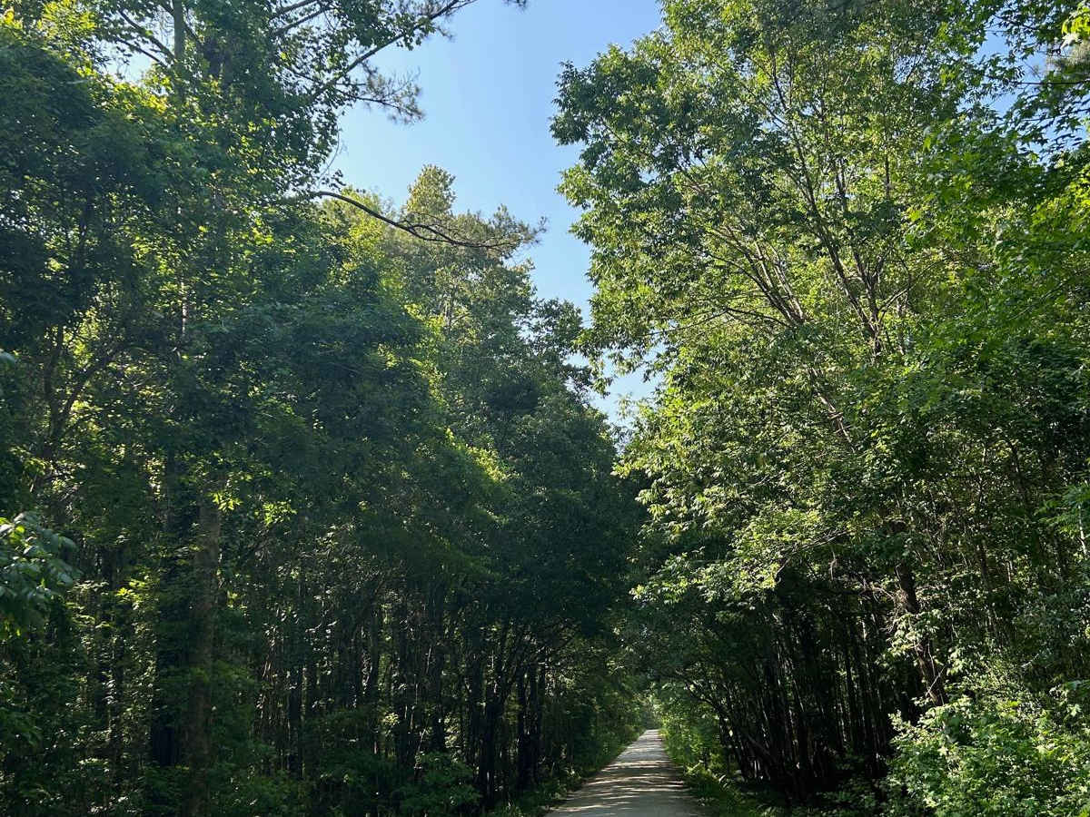 Ion Swamp Road - FSR 228 trail photo