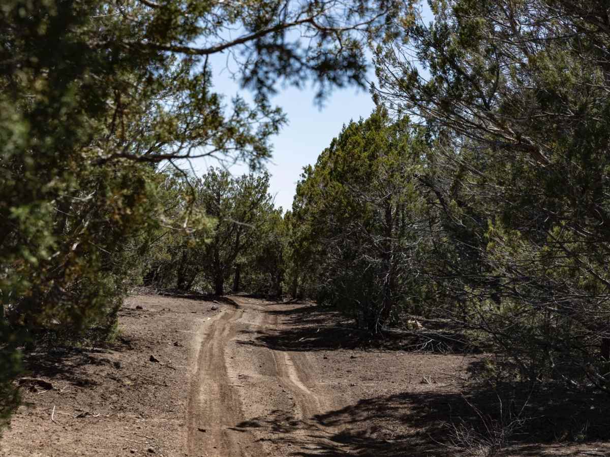 Sycamore Tank trail photo