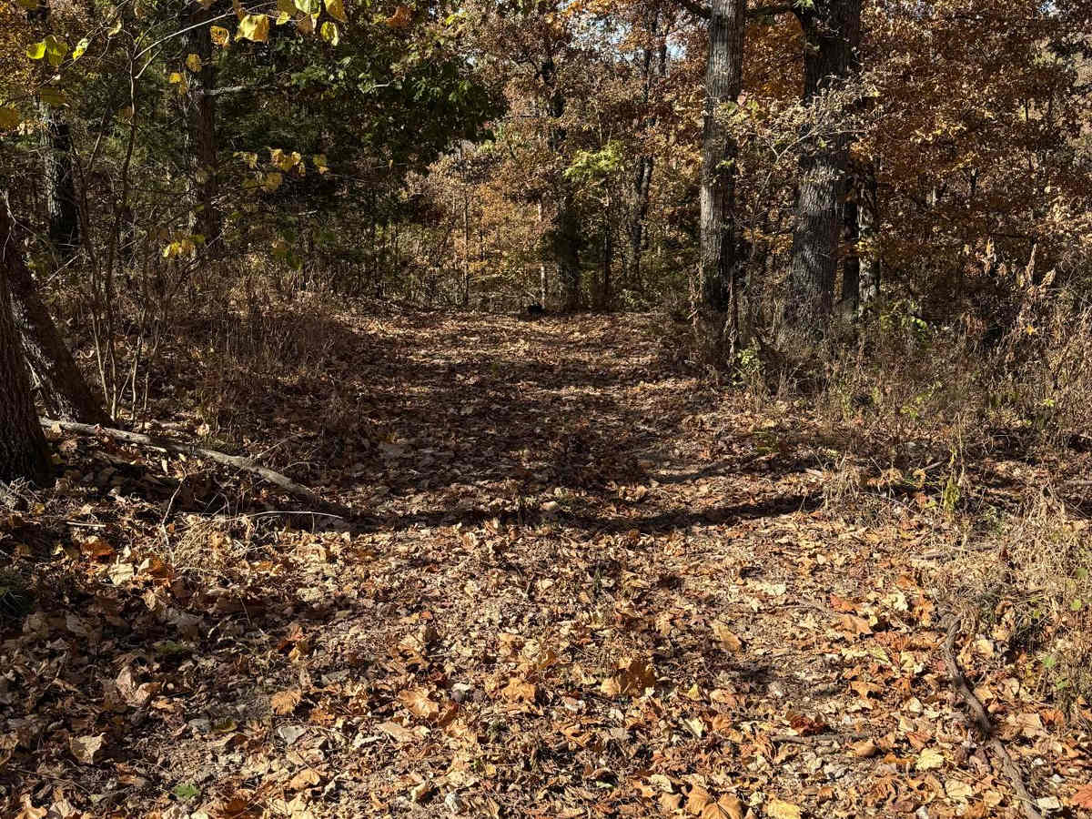 Yellow 64 trail photo