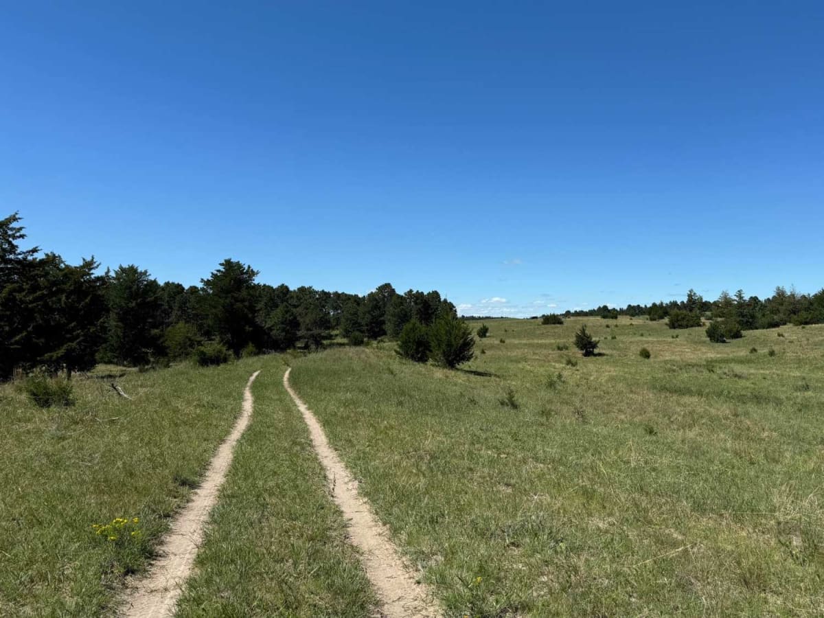 Tree Line photo 6