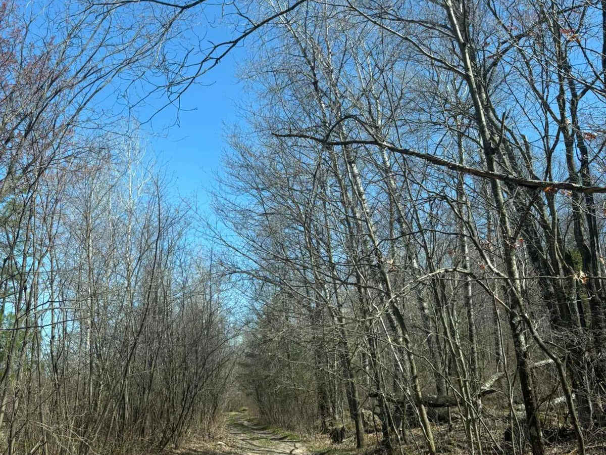Jack Pine Camp Road photo 2