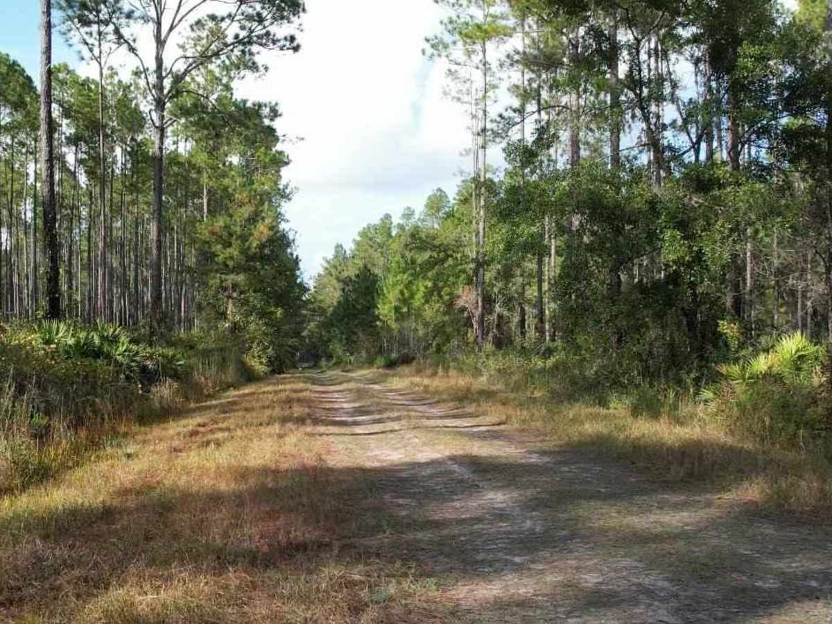 Belmore State Forest - Ates Creek Tract photo 4