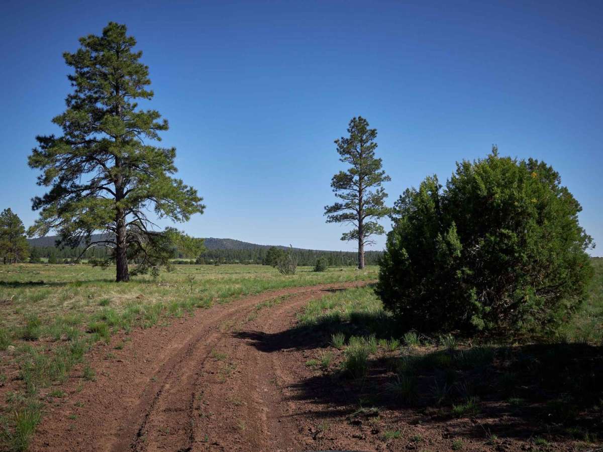 Bill Williams / Prescott Forest Traverse photo 6
