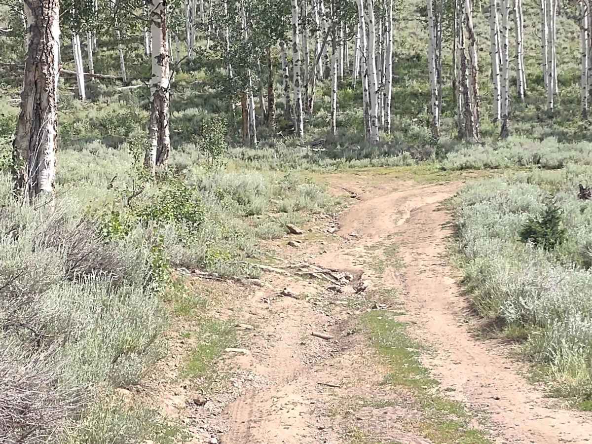 Papa Bear Spur (FS 41229 & 42467) photo 4