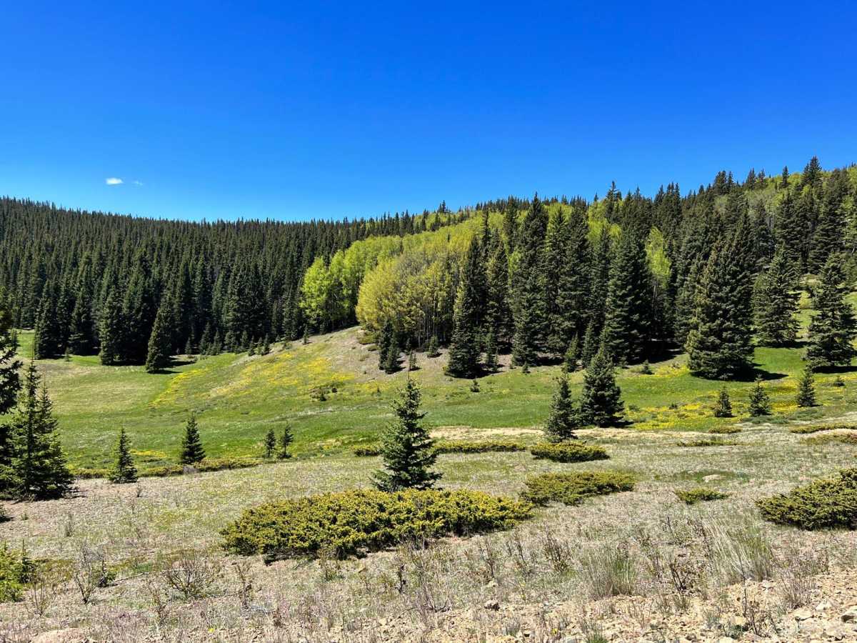 Greenie Peak via Cabresto Canyon - FS 54 photo 3