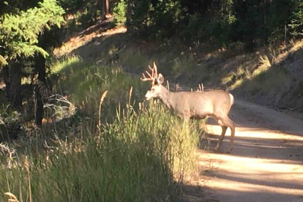 Tepee Creek Trail