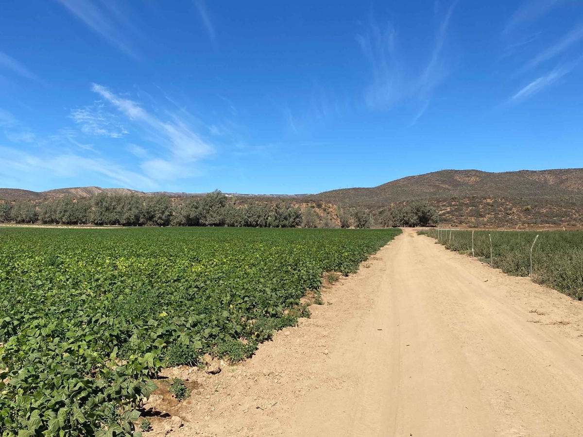 San Quintin Connection photo 3