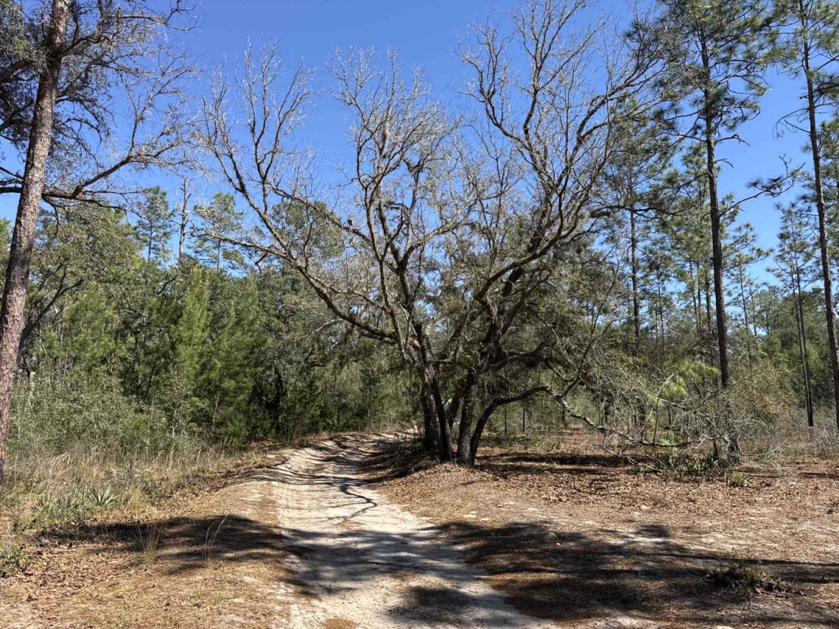 Ocala National Forest Road 8 photo 6