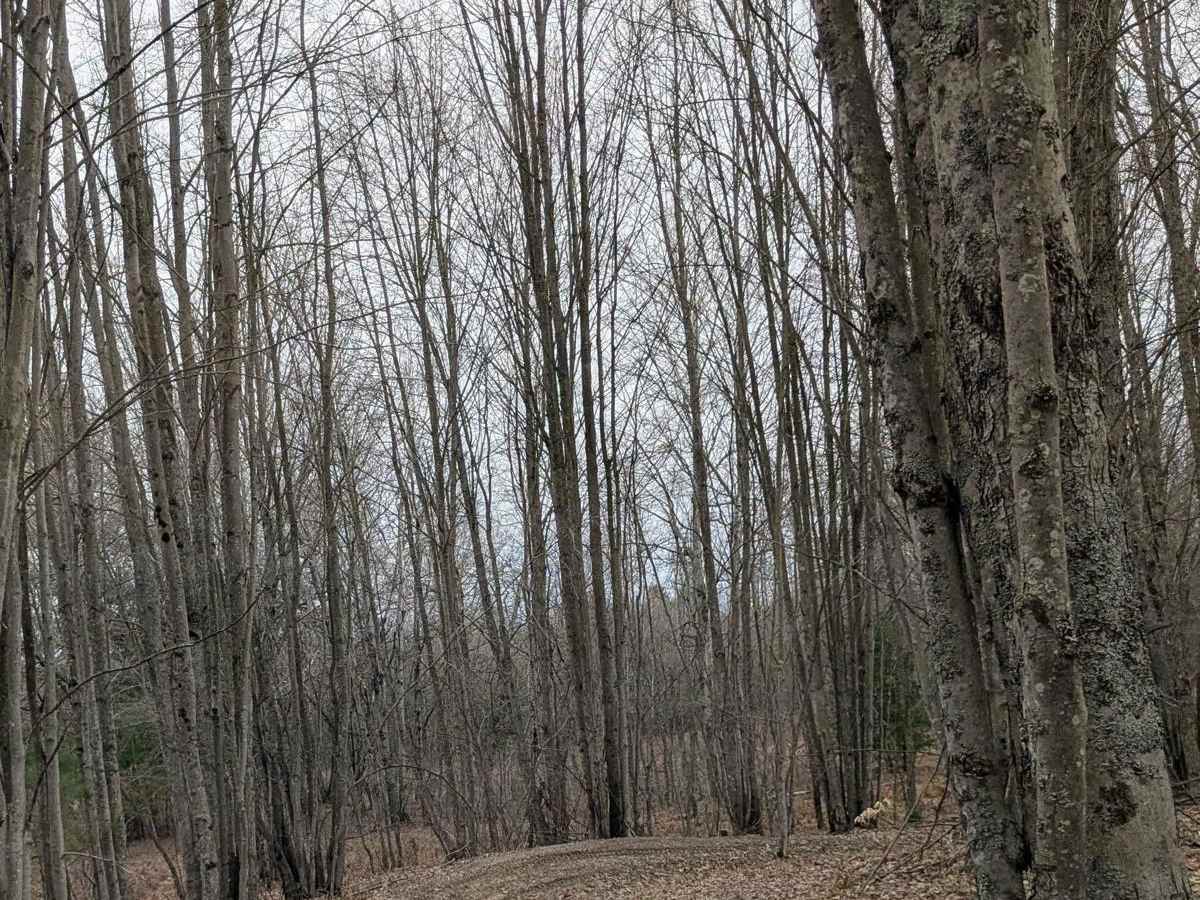 Dunham Lake Trail photo 3