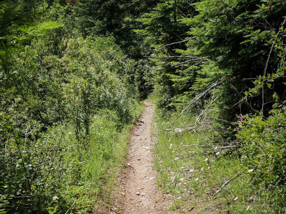 Canfield Mountain- Trail 11 photo 2