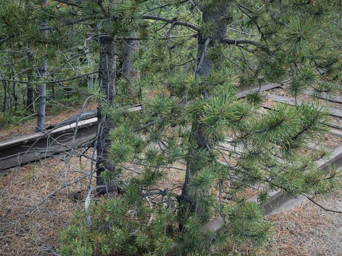 Homestake photo 3