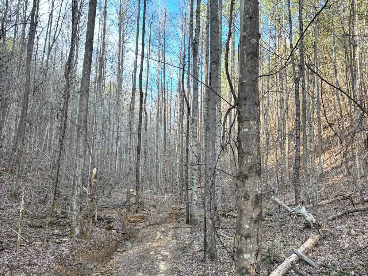 Ed's Holler photo 6