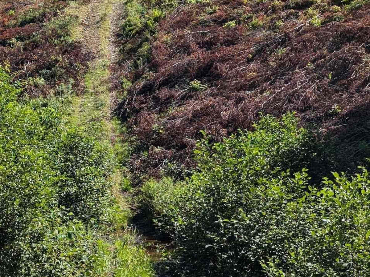 Old Springhill Loop photo 3