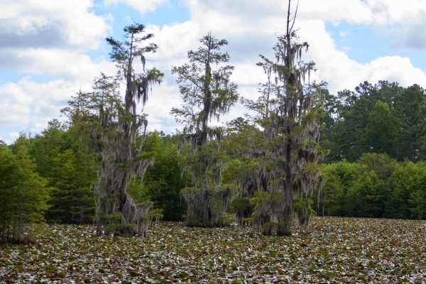 Fish Pond Loop