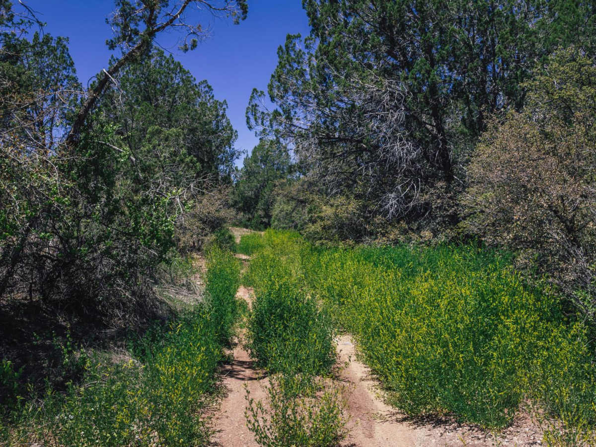 Old Camp Wood Road trail photo