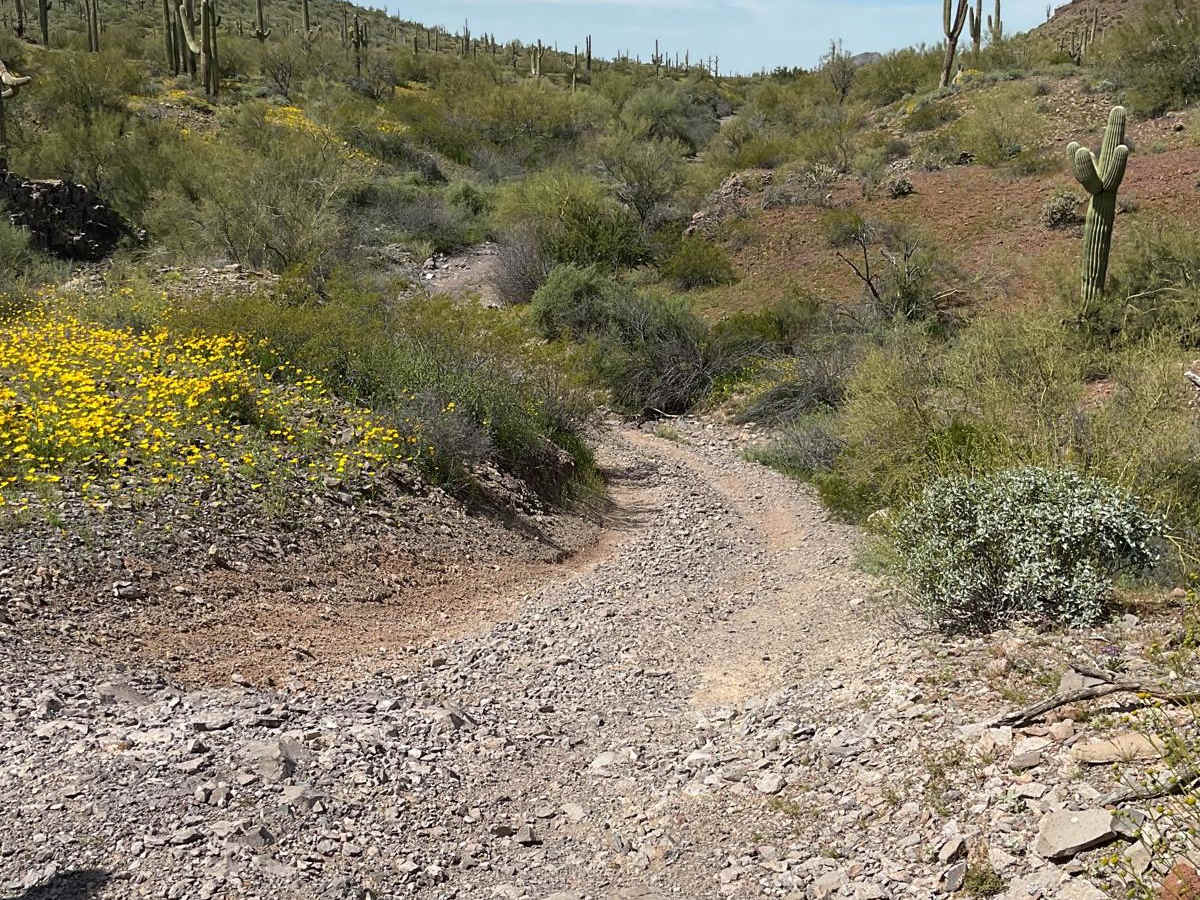 Javelina Mountain Trail trail photo