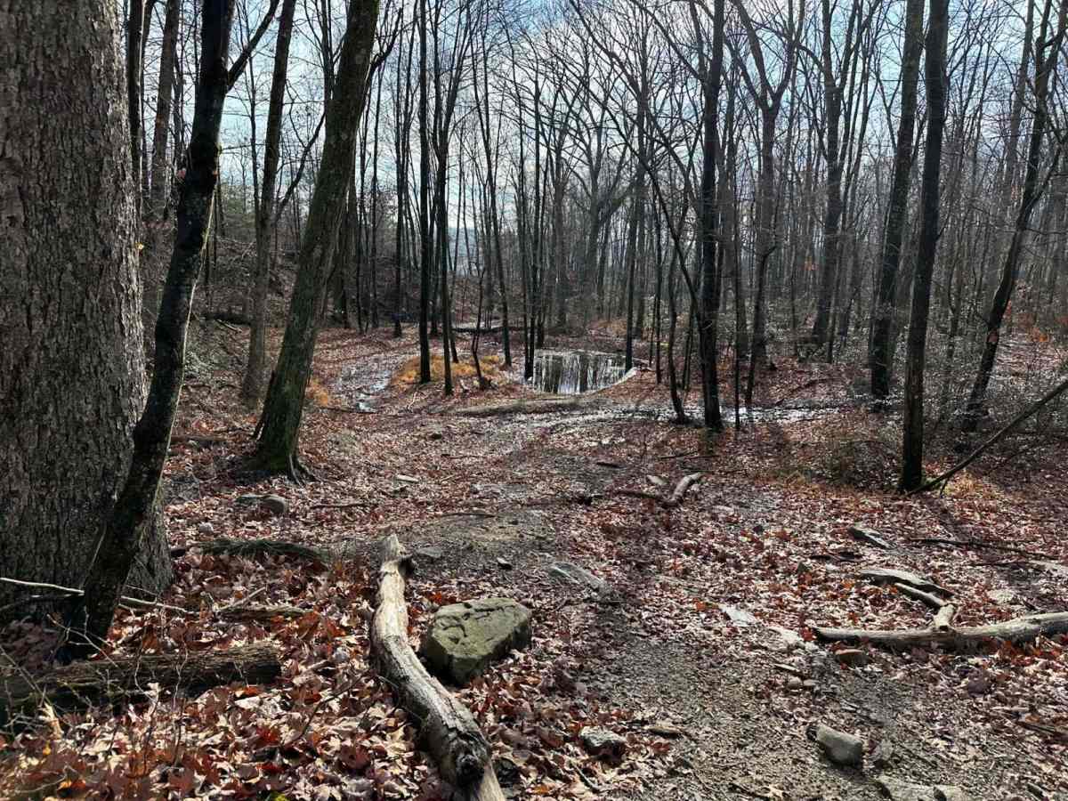 Wimzy Water Hole Trail photo 2