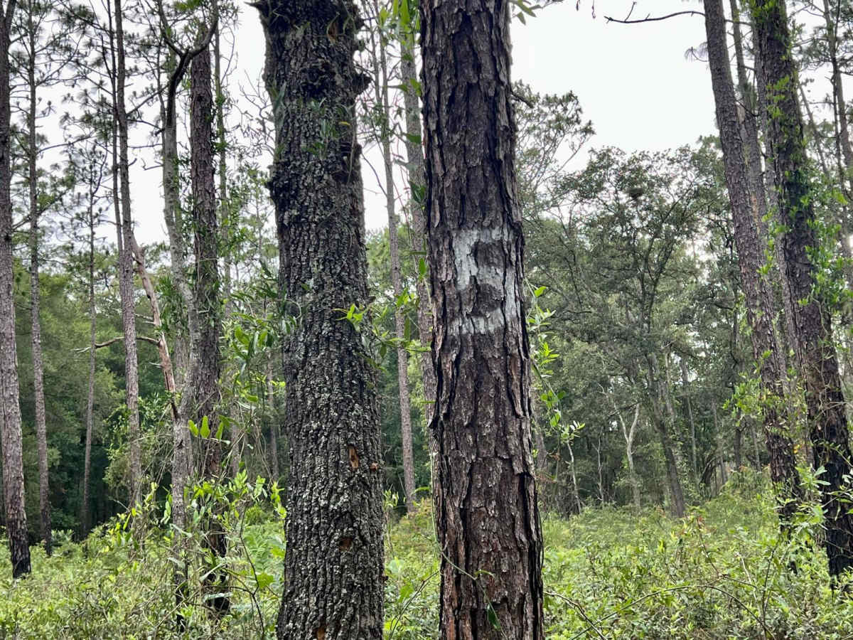 Crooms Wildlife Management | Trail 5 trail photo