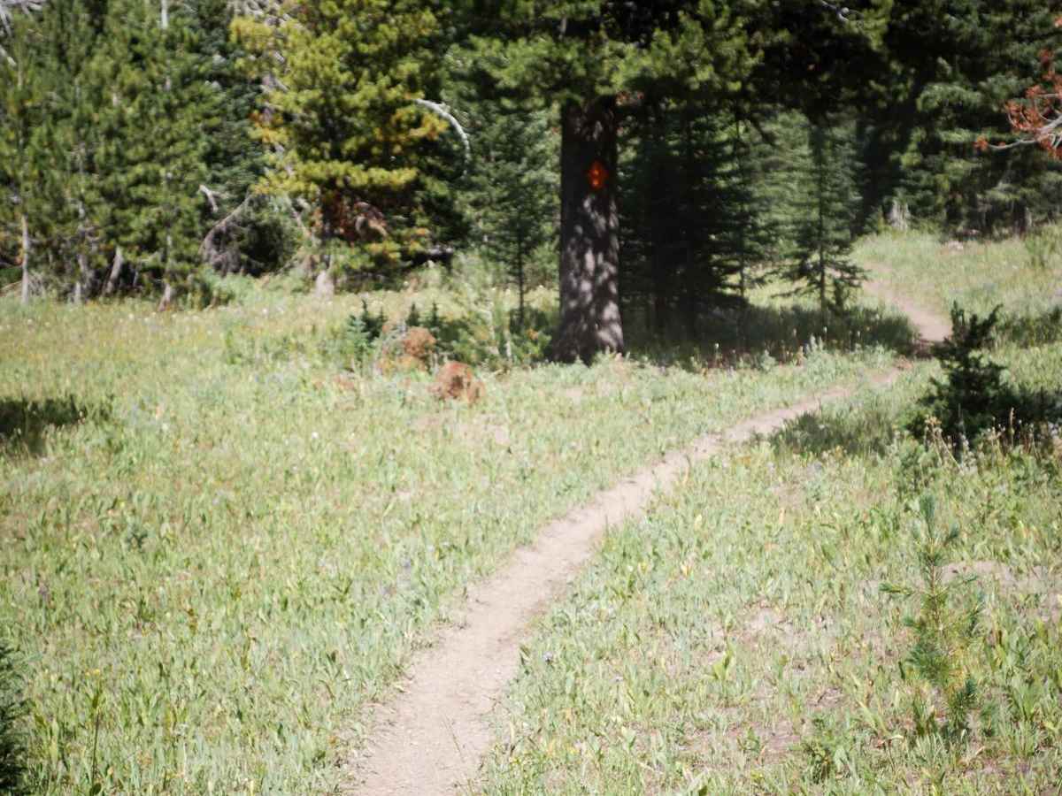 Hidden Lake Cutoff - FS 194 photo 2