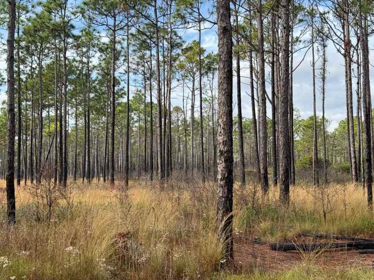 Bogue Road photo 3