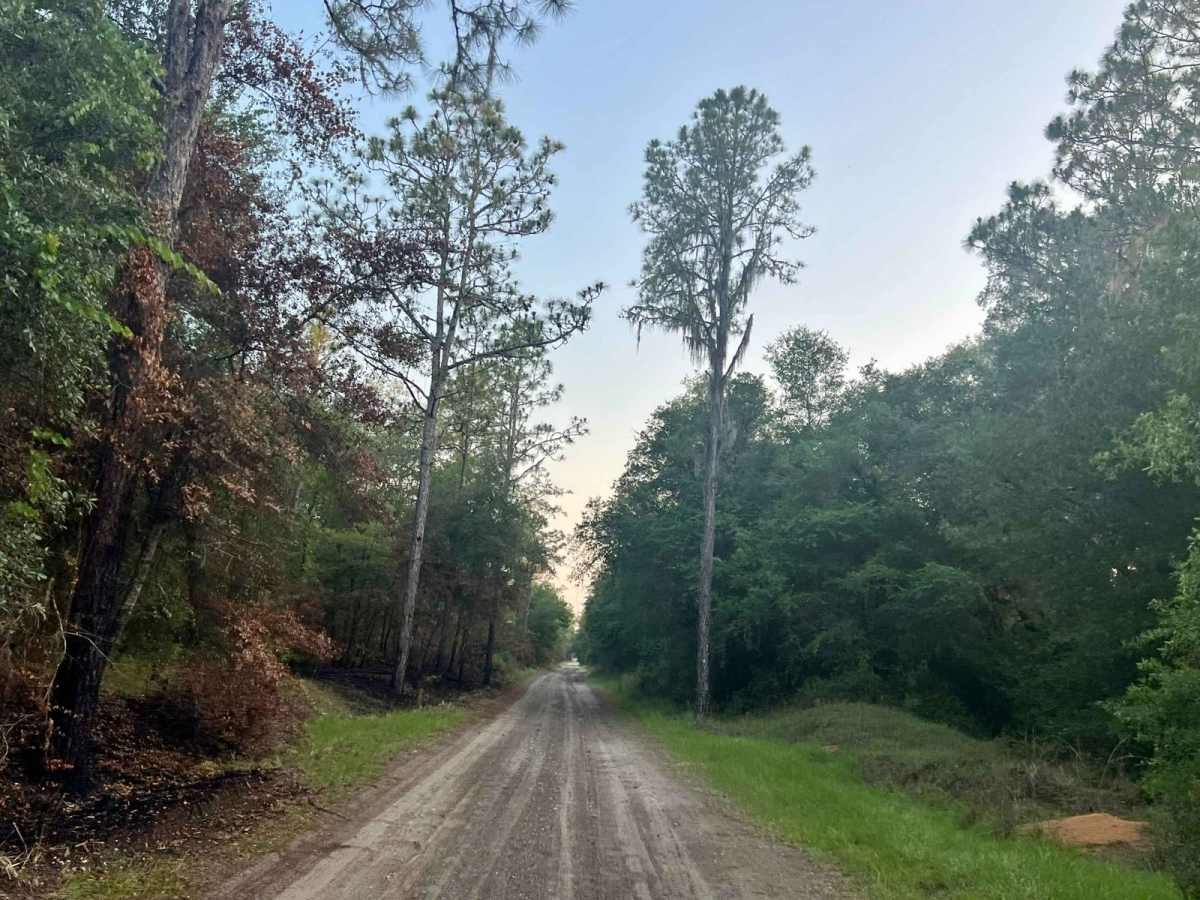 Citrus Wildlife Management | Trail 9 photo 2