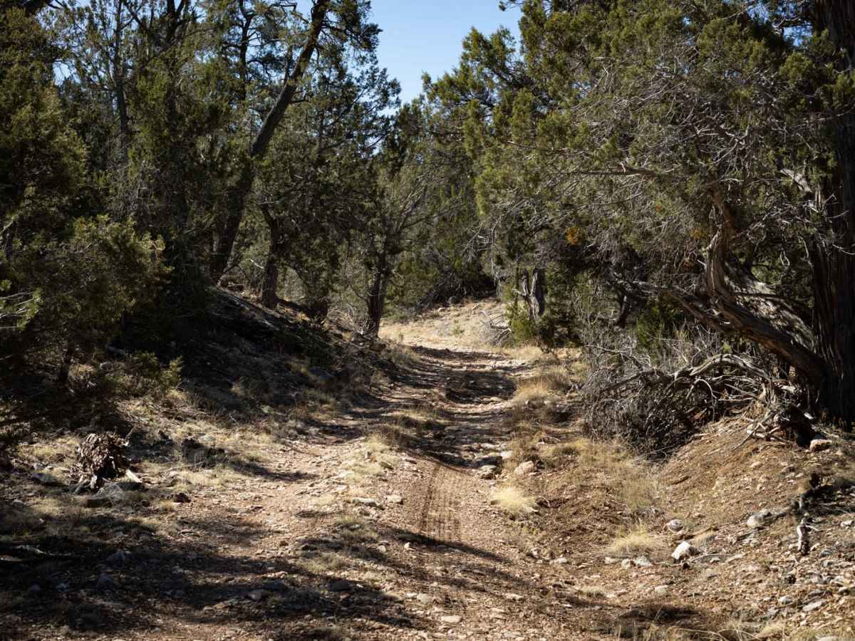 Powerline West photo 3