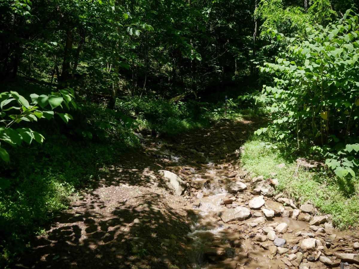 CC49 trail photo