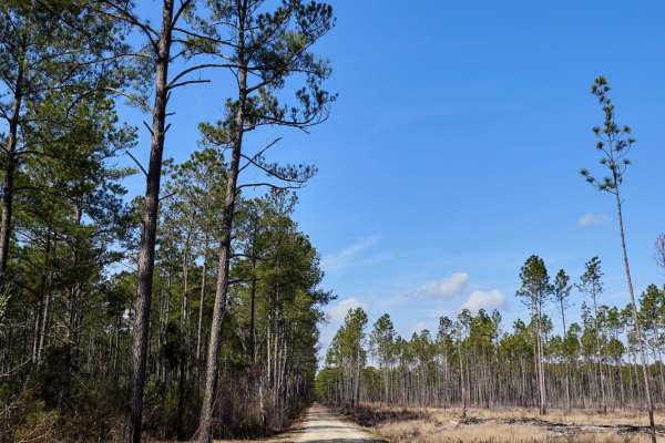 FSR108 - Bullhead Road