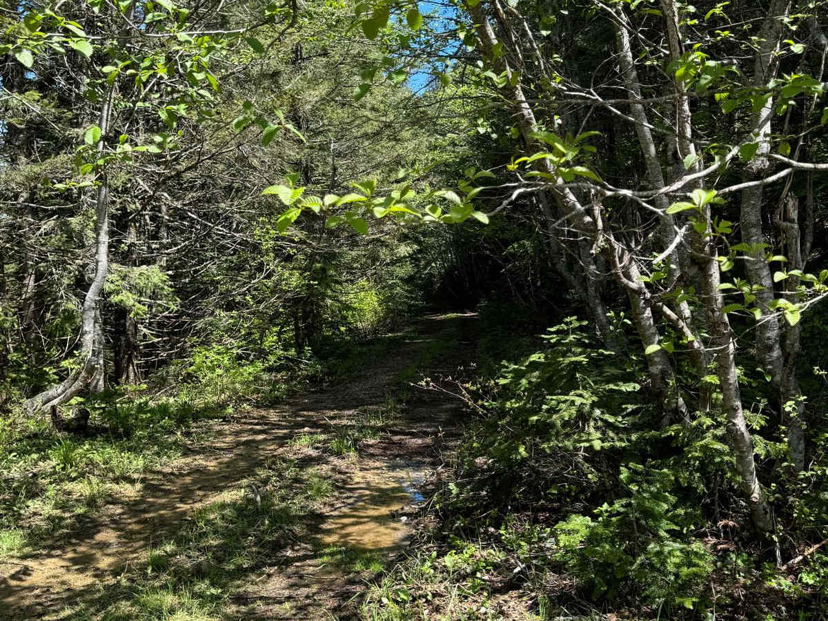 Gumboot Mountain Trail photo 3