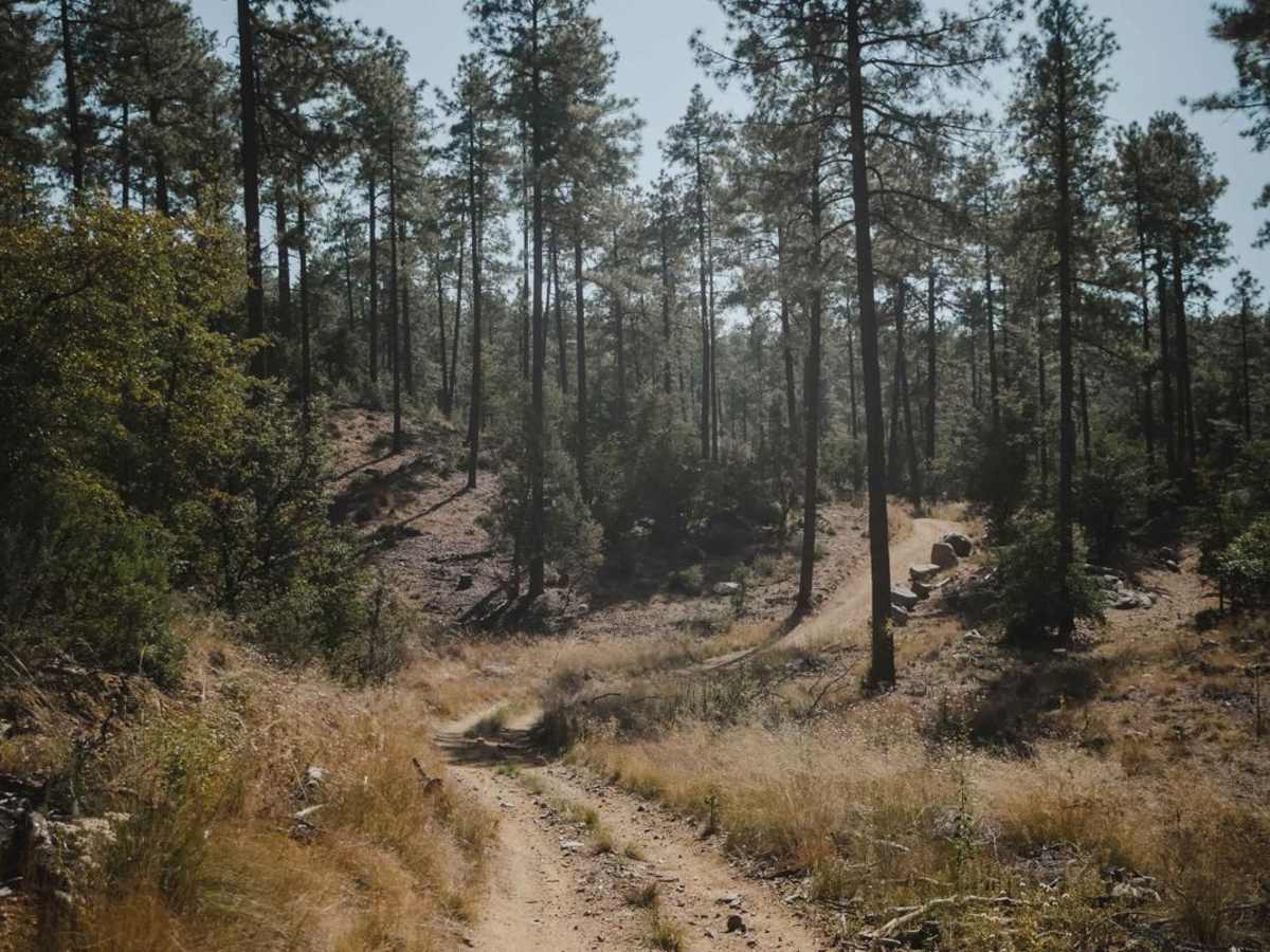 Ponderosa photo 4