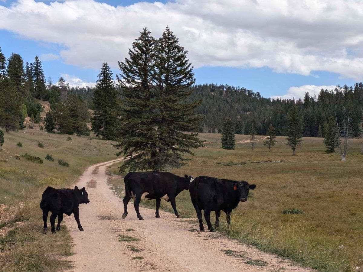 Podunk Cougar Hollow Loop photo 6