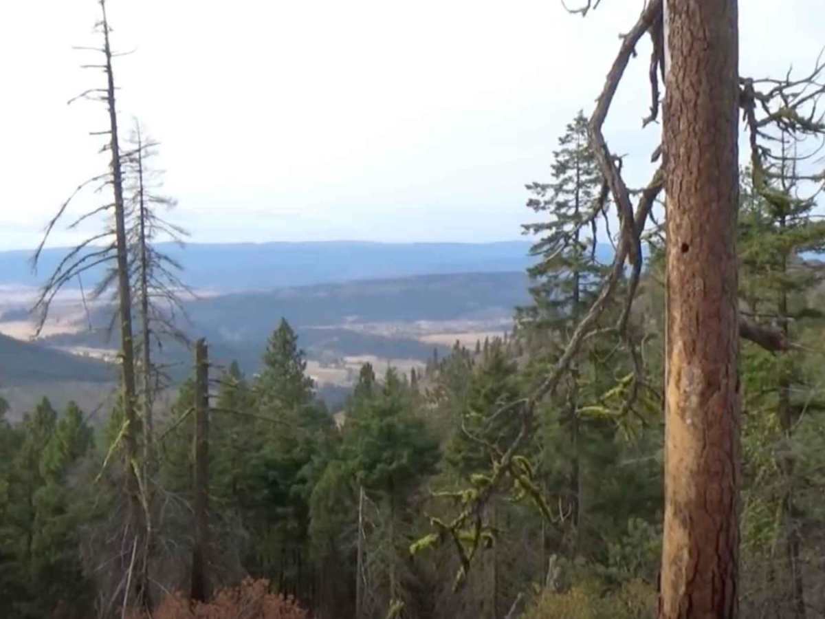 Blue Creek NF9738 photo 6