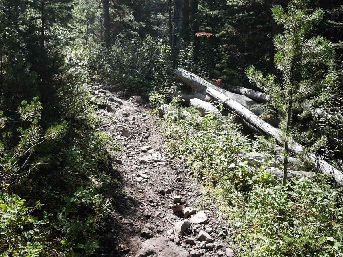 Porcupine - FS 199 photo 2