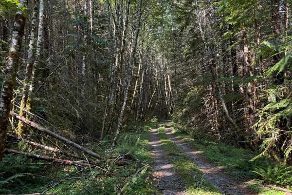 Canyon Cr - Forest Road 3700000