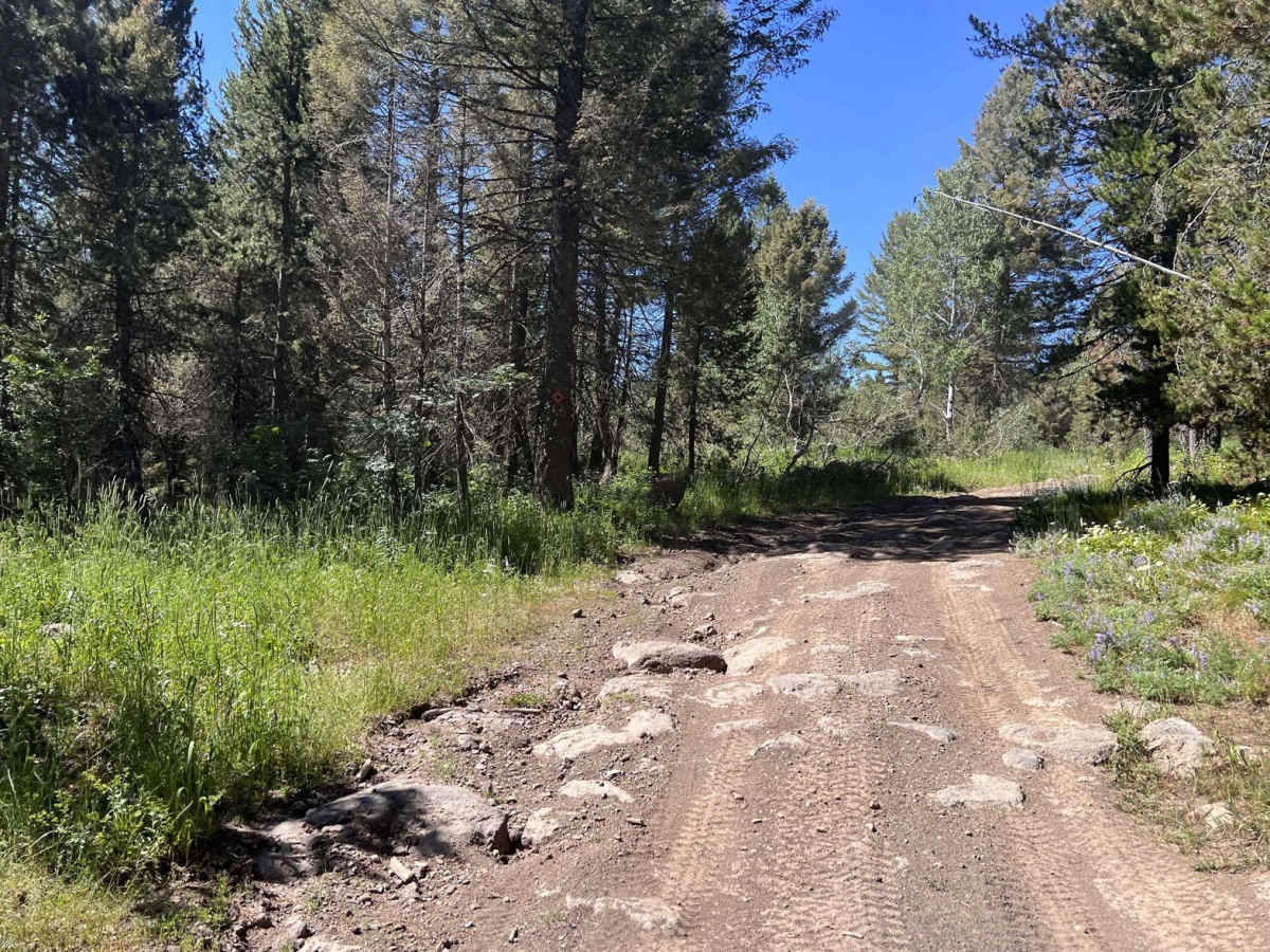 July Creek Road (20303) photo 2