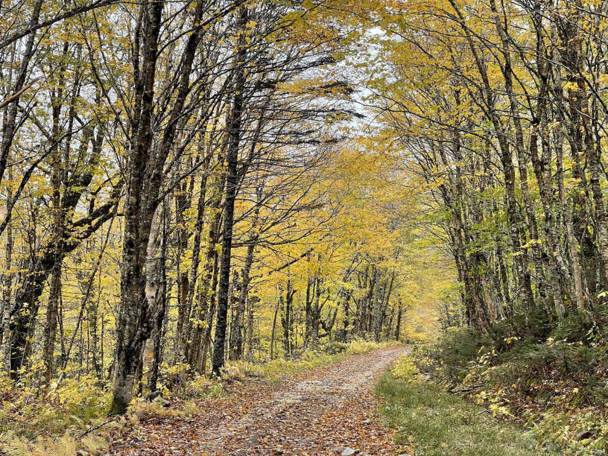 Oregon Trail trail photo
