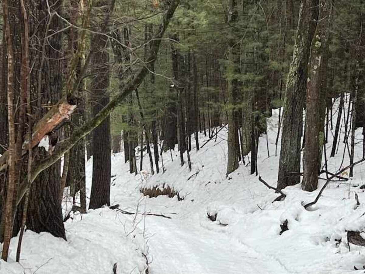 NFS 6290 trail photo