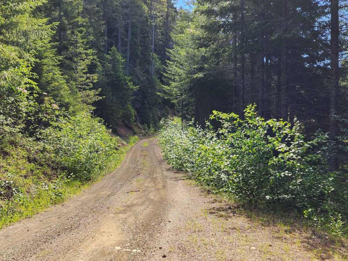 Nettleton/Forest Road 2441 trail photo