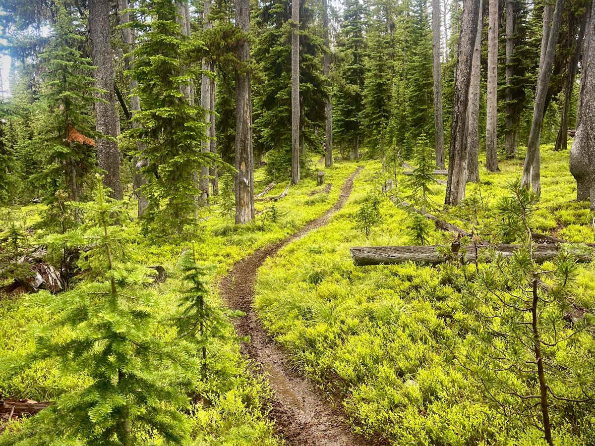 Divide NRT (Ditch Creek to Twin Creek Ridge) photo 5
