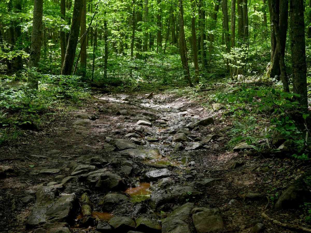 Trail 12 photo 2