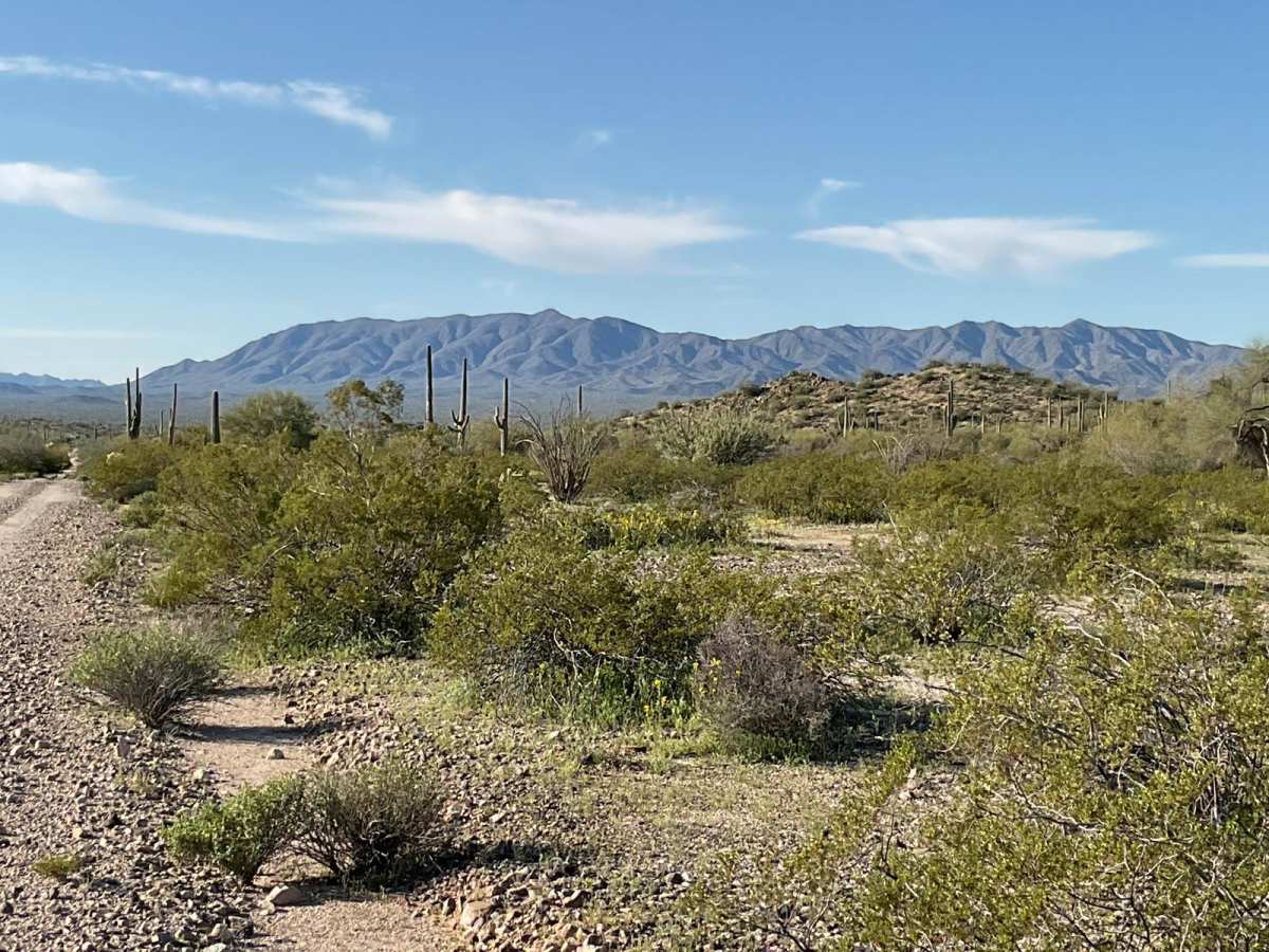 Javelina Mountain Trail photo 5