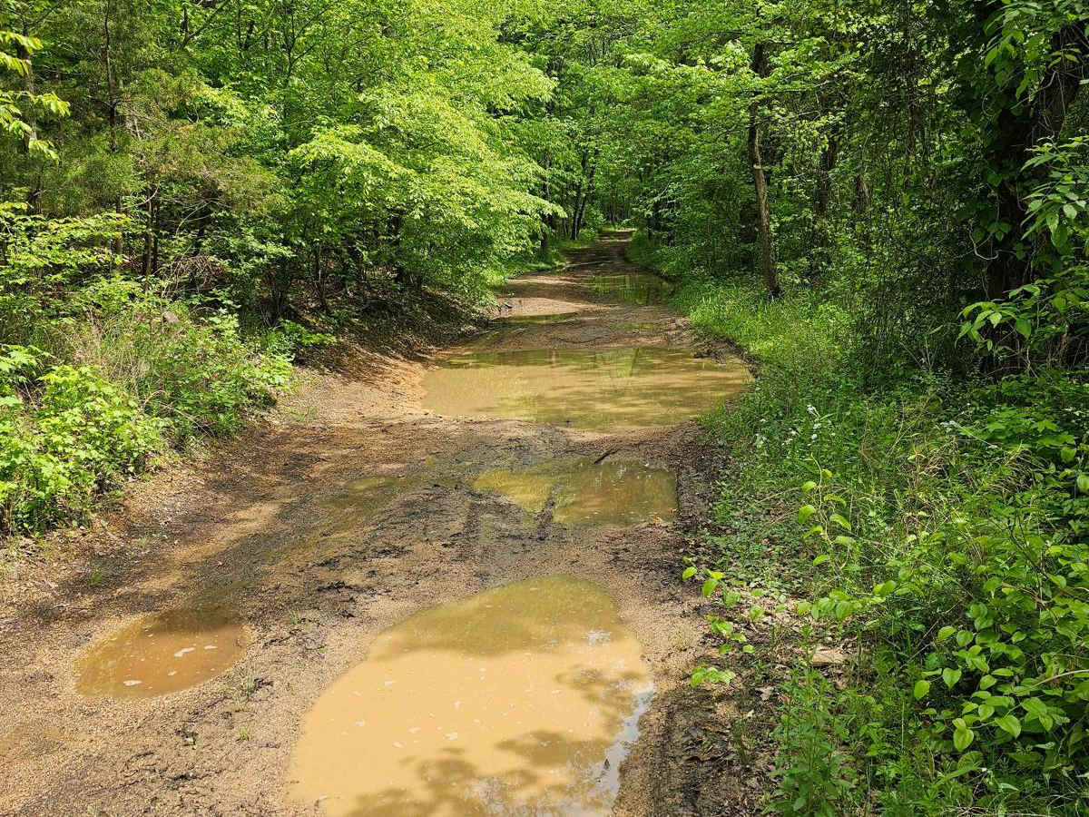 Forest Service Road 403 photo 5