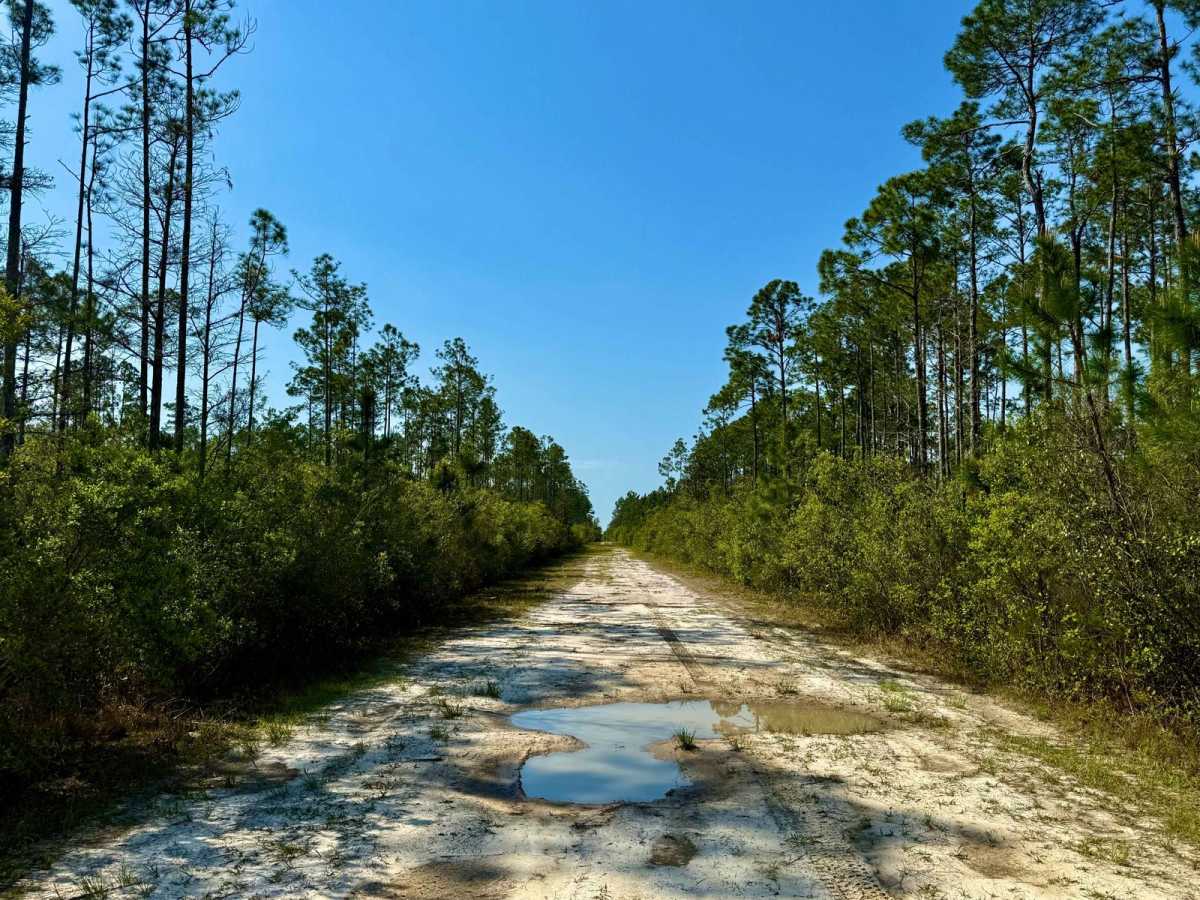 SFR 91 trail photo